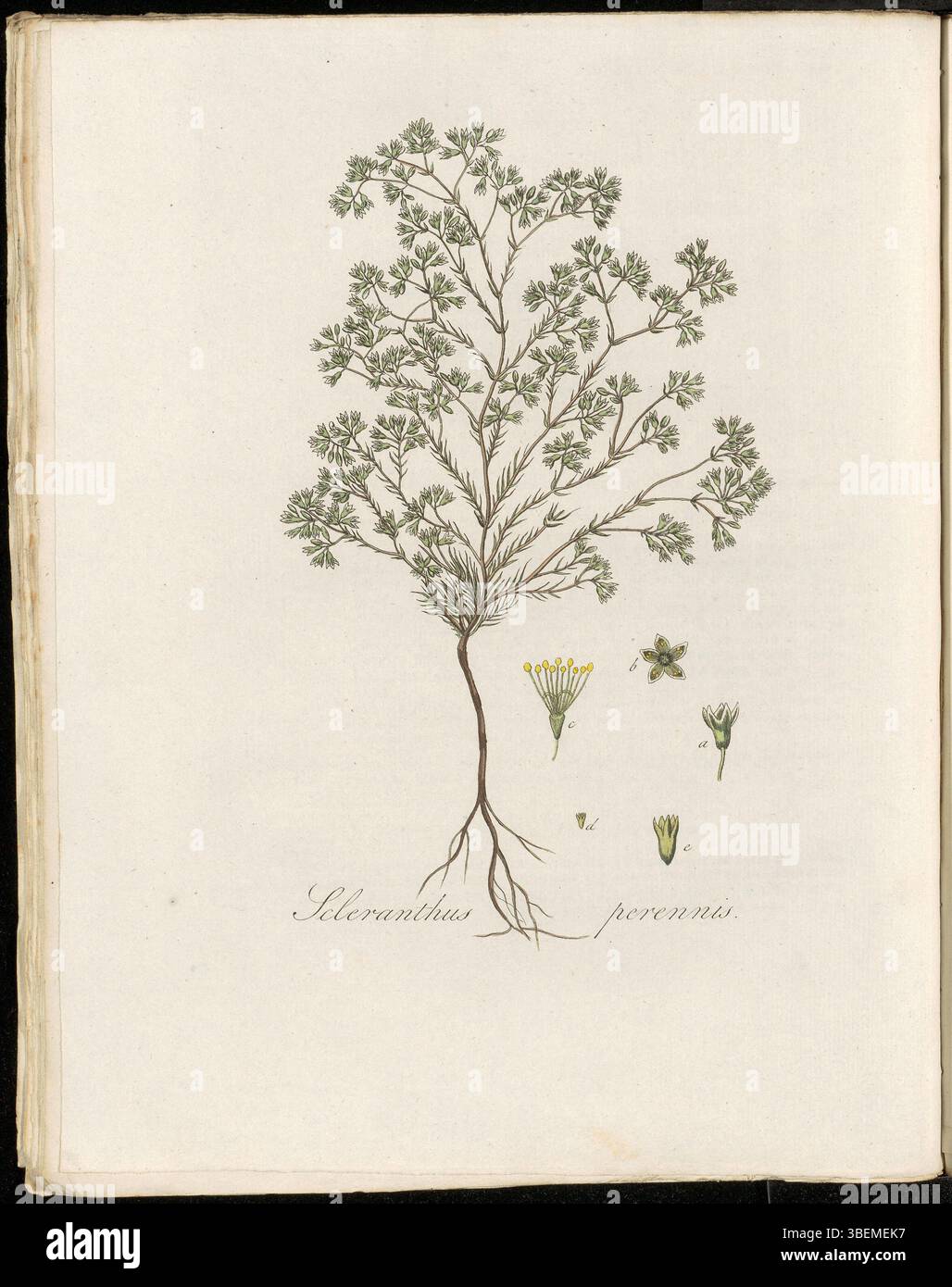 Scleranthus perennis, ora classificato come Scleranthus annuus subsp. Policarpo, è mostrato nella piastra Flora Batava (KB) 0272. Conosciuta come Overblijvende Hard-Bloem in olandese, questa pianta è una specie perenne, spesso trovata in terreni secchi. È raffigurato nella collezione botanica del volume 4 di Flora Batava, un notevole lavoro botanico del XVIII e XIX secolo. Foto Stock