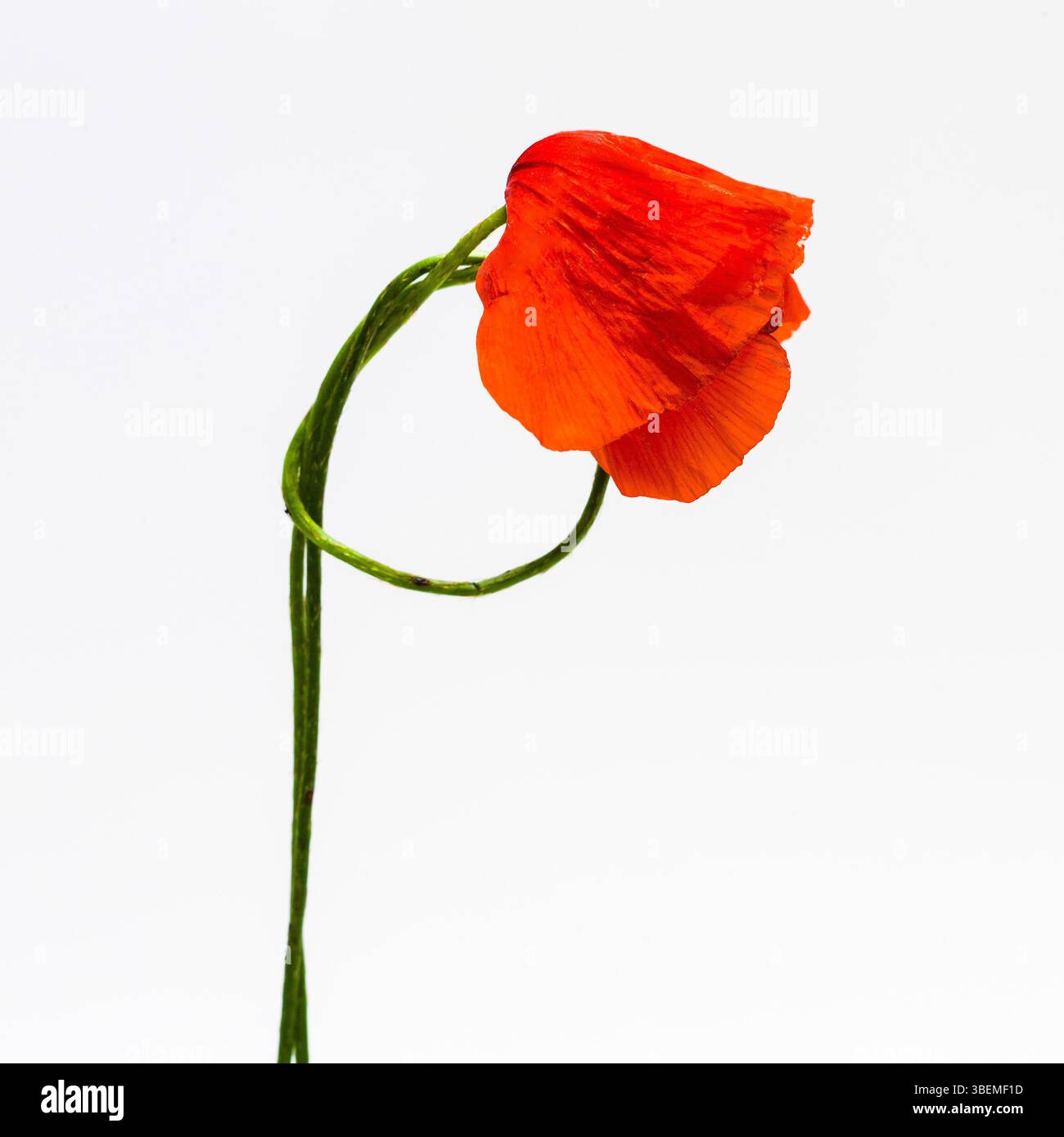 Un unico papavero rosso con vivaci petali si appoggia graziosamente su uno sfondo bianco brillante. Foto Stock