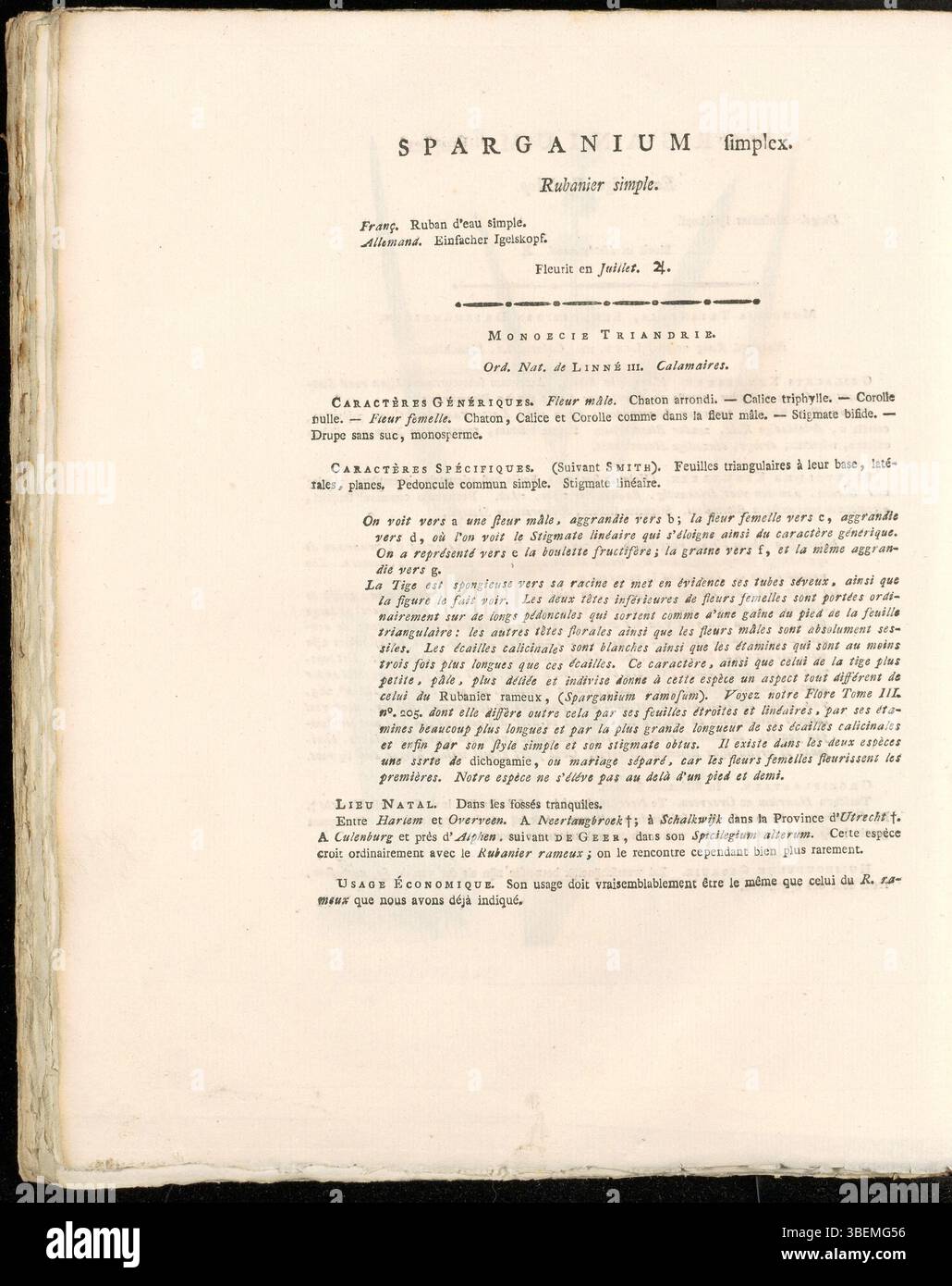 *Sparganium simplex*, ora noto come *Sparganium emersum*, è stato raffigurato da Jan Kops nel 1822 (piastra 0255). Questa pianta acquatica è caratterizzata da foglie semplici e allungate e si trova comunemente negli habitat di acqua dolce. Foto Stock