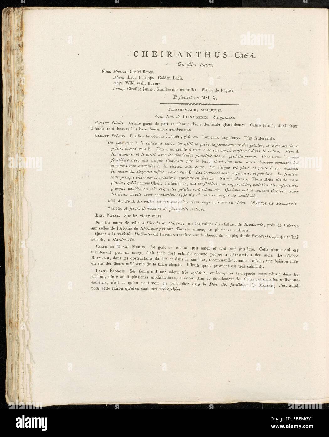 Cheiranthus cheiri, noto anche come Erysimum cheiri o wallflower, è presente in questa stampa botanica da Flora Batava volume 4 (1822). La pianta è riconosciuta per i suoi fiori gialli brillanti ed è comunemente diffusa in habitat rocciosi e disturbati in Europa e Asia. Ha usi ornamentali e medicinali. Foto Stock