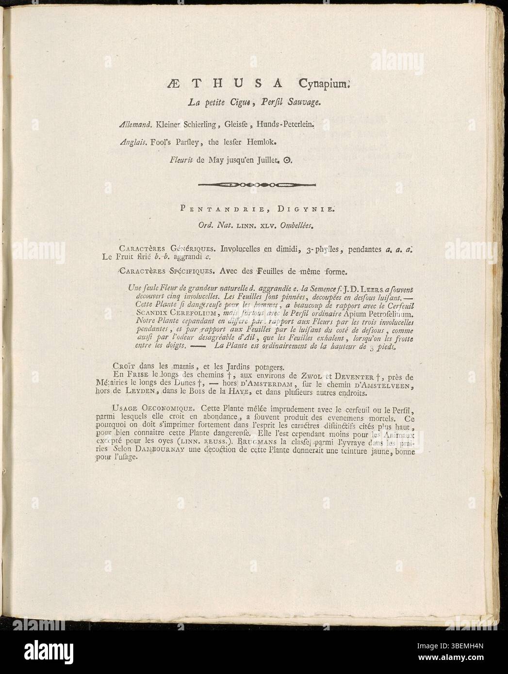 Questo piatto della serie Flora Batava di Jan Kops (1800) raffigura Aethusa cynapium, noto anche come prezzemolo di Fool. Questa pianta, originaria dell'Europa, è velenosa e assomiglia al prezzemolo. L'illustrazione funge da importante riferimento botanico. Foto Stock