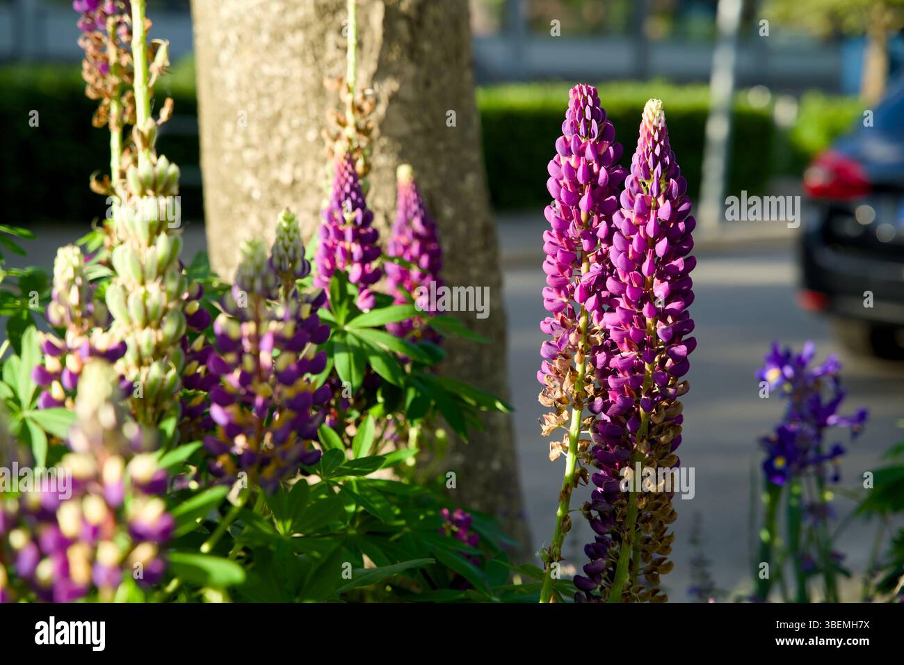 Giardino a pozzo per l'inverdimento urbano e l'adattamento al clima. Piccolo giardino con piante intorno ad un albero. Boomspiegeltuin. Foto Stock