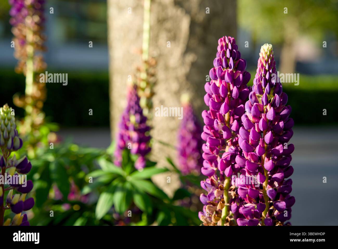 Giardino a pozzo per l'inverdimento urbano e l'adattamento al clima. Piccolo giardino con piante intorno ad un albero. Boomspiegeltuin. Foto Stock