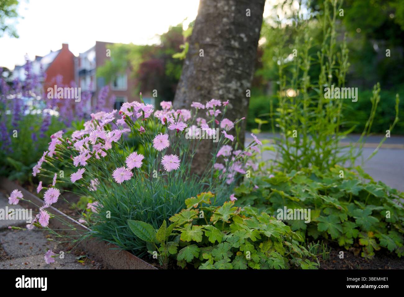 Giardino a pozzo per l'inverdimento urbano e l'adattamento al clima. Piccolo giardino con piante intorno ad un albero. Boomspiegeltuin. Foto Stock