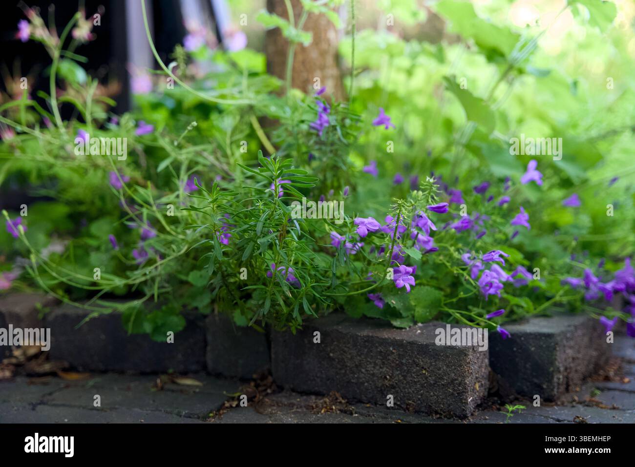 Giardino a pozzo per l'inverdimento urbano e l'adattamento al clima. Piccolo giardino con piante intorno ad un albero. Boomspiegeltuin. Foto Stock