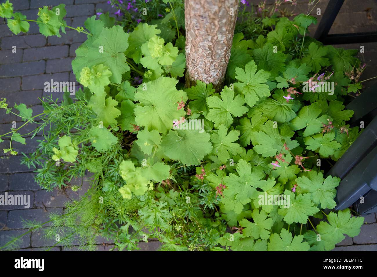 Giardino a pozzo per l'inverdimento urbano e l'adattamento al clima. Piccolo giardino con piante intorno ad un albero. Boomspiegeltuin. Foto Stock