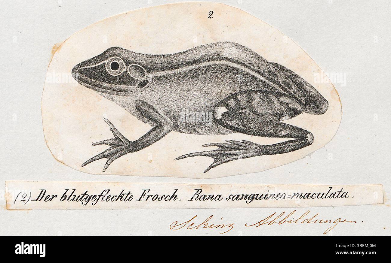 Questa stampa del 1836 intitolata "Rana sanguineo-maculata" della serie Iconographia Zoologica presenta un'illustrazione della rana maculata rossa. La stampa è conservata nelle collezioni speciali dell'Università di Amsterdam. Foto Stock