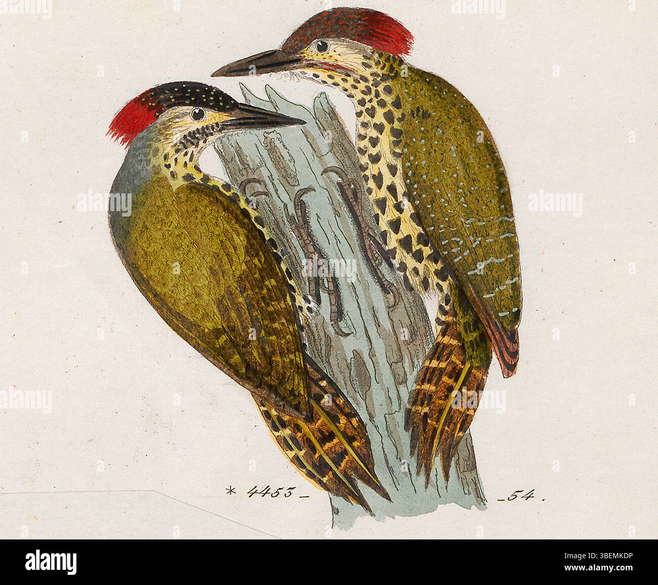 Questa stampa di *Campethera notata* fa parte della serie *Iconographia Zoologica*, creata tra il 1820 e il 1860 da Reichenbach. Presenta una specie di picchio originaria dell'Africa, caratterizzata da marcature e habitat distinti. Foto Stock