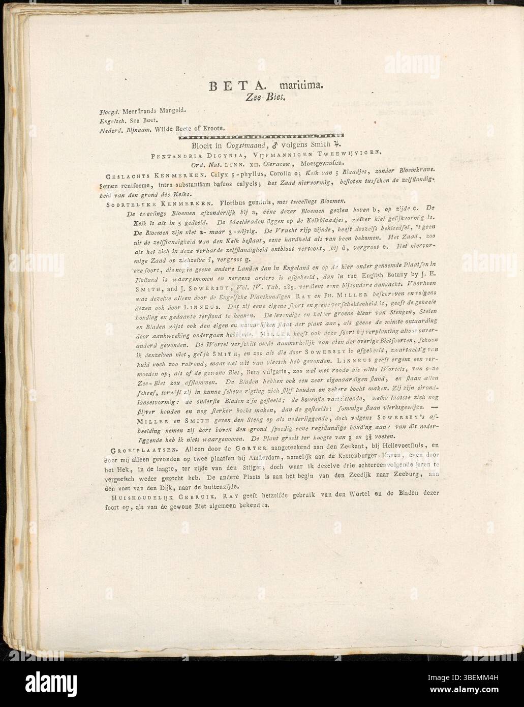 Questa descrizione botanica da *Flora Batava* (1814) di Jan Kops presenta Beta maritima, la barbabietola marina selvatica, un precursore della moderna barbabietola da zucchero. È descritto in dettaglio, compreso il suo habitat, la morfologia e l'uso storico nell'agricoltura europea. Foto Stock