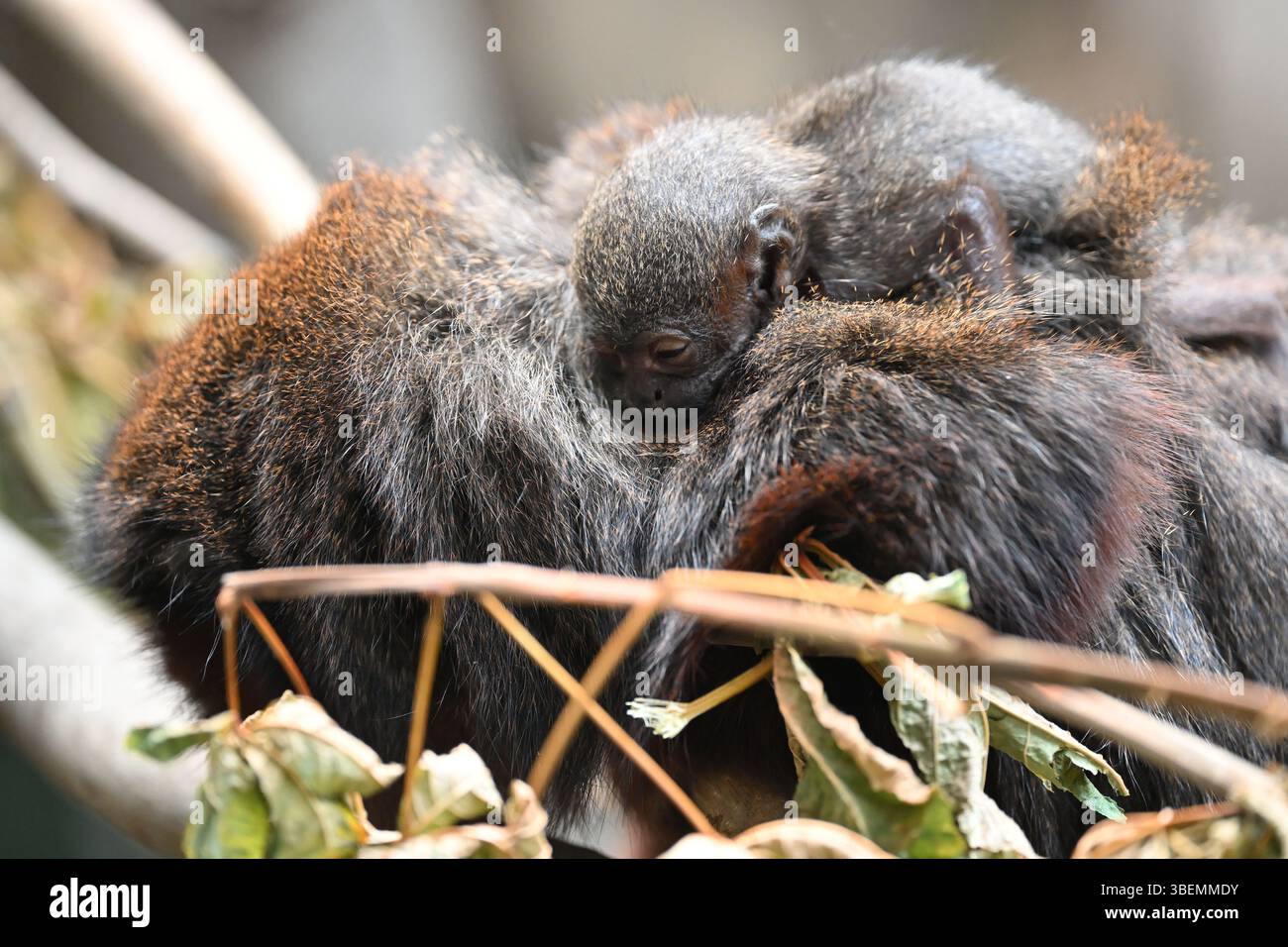 Una scimmia rossa Titi di 2 settimane e i suoi genitori Foto Stock