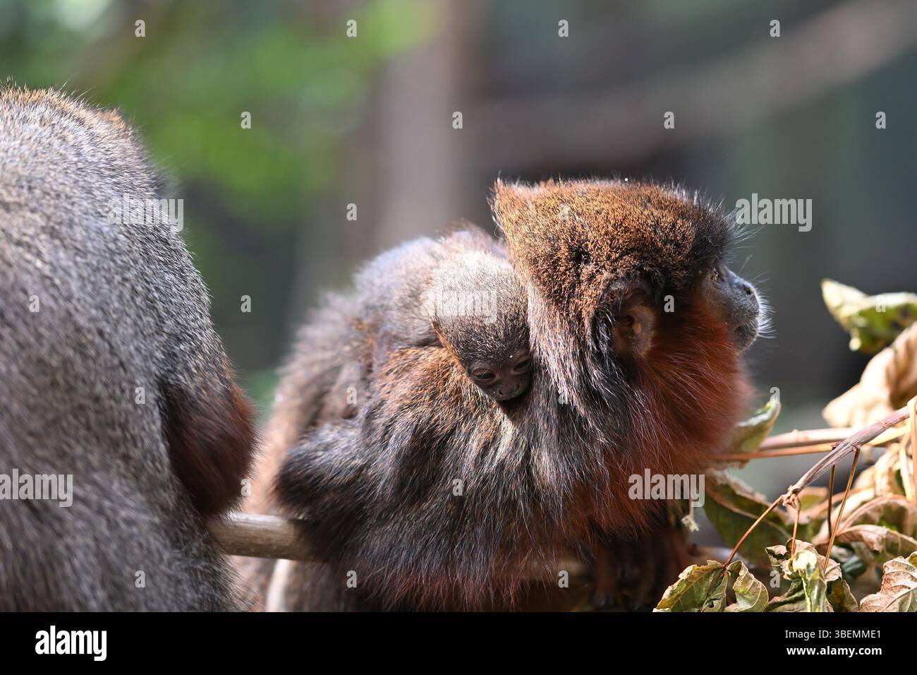 Una scimmia rossa Titi di 2 settimane e i suoi genitori Foto Stock