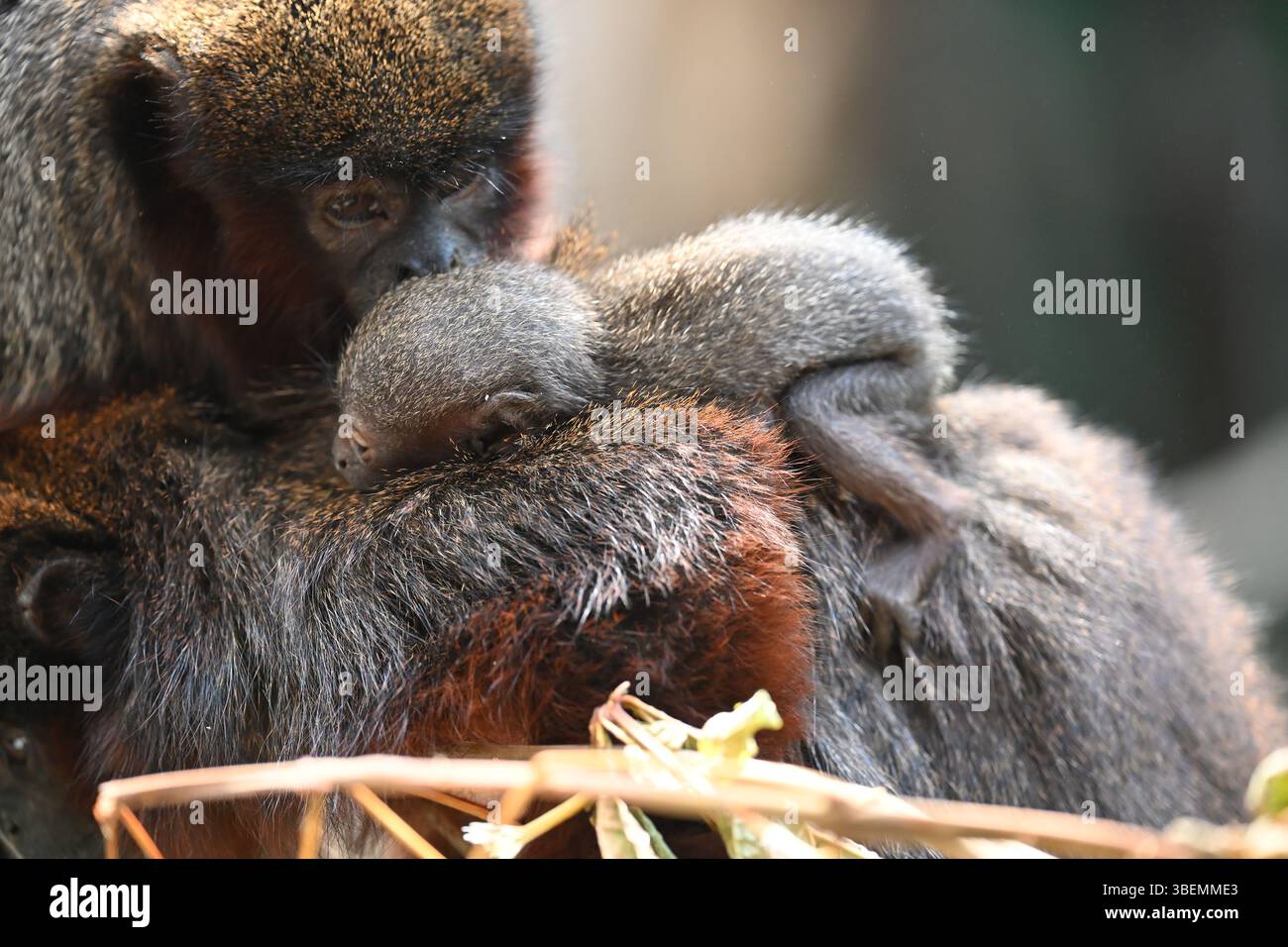 Una scimmia rossa Titi di 2 settimane e i suoi genitori Foto Stock