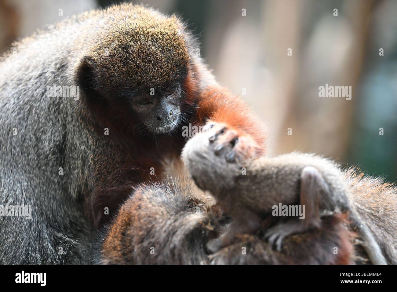 Una scimmia rossa Titi di 2 settimane e i suoi genitori Foto Stock