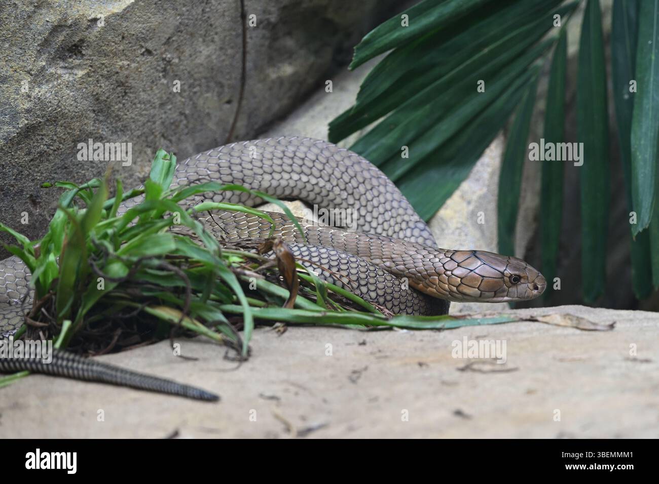 Un serpente King Cobra allo Zoo di Londra Foto Stock