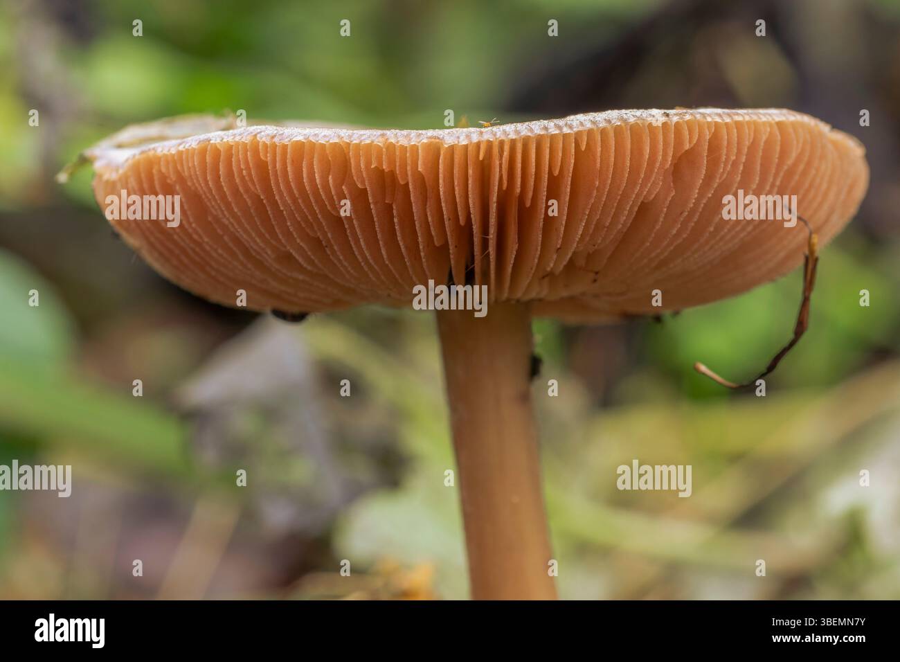 Scopri l'incantevole mondo dei funghi, le piccole meraviglie della natura che prosperano nelle foreste e nei campi Foto Stock