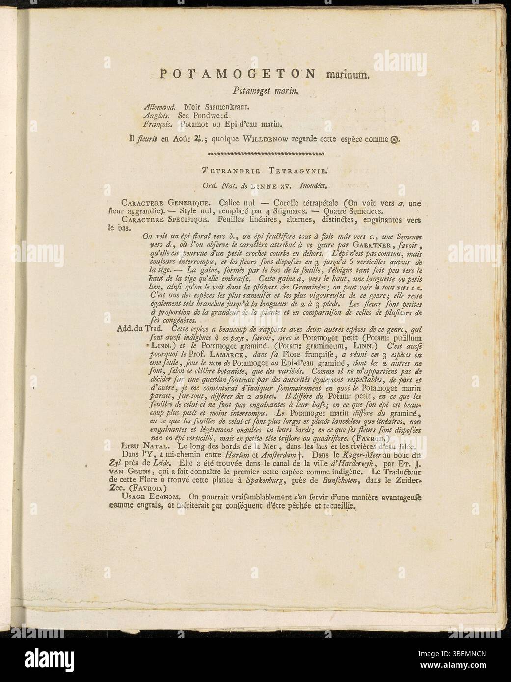 L'illustrazione del 1807 di Jan Kops della serie Flora Batava mostra il Potamogeton marinum, ora classificato come Potamogeton pectinatus. Questa pianta acquatica, presente in ambienti di acqua dolce, è caratterizzata dalle sue foglie lunghe e strette e dal suo ruolo negli ecosistemi acquatici. Foto Stock