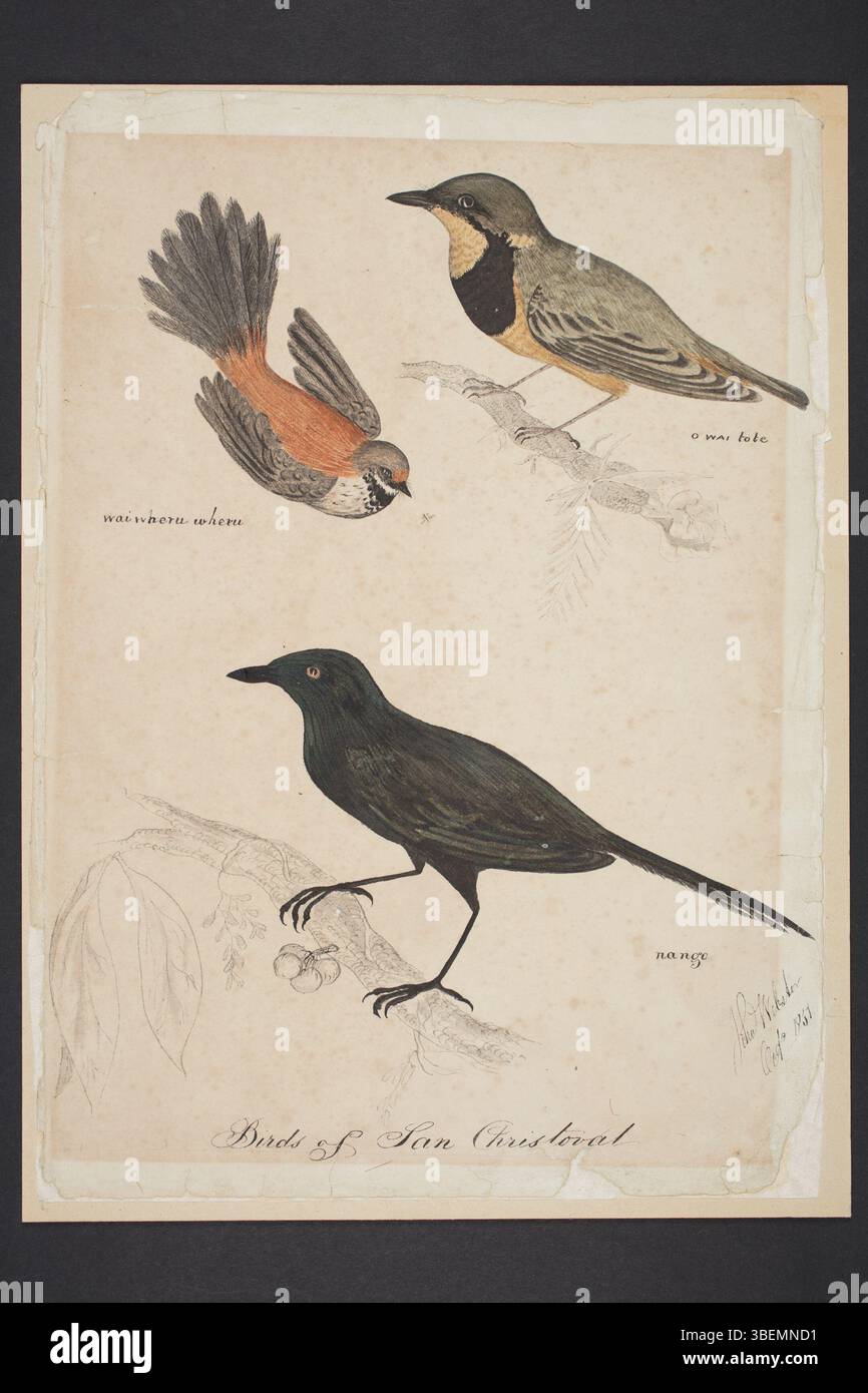 Questo studio sull'acquerello e l'inchiostro di John Webster raffigura tre uccelli delle Isole Salomone, in particolare Makira (ex San Cristoval). Gli uccelli sono etichettati come "waiwhile u", "o wai tote" e "nango". Foto Stock Questo studio sull'acquerello e l'inchiostro di John Webster raffigura tre uccelli delle Isole Salomone, in particolare Makira (ex San Cristoval). Gli uccelli sono etichettati come "waiwhile u", "o wai tote" e "nango". Foto Stock