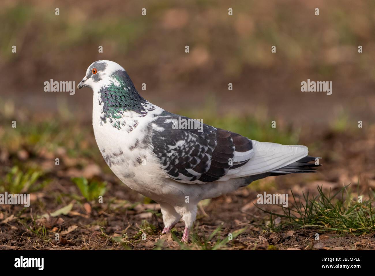 Un piccione delicato che riposa pacificamente, simboleggia pace e serenità. Foto Stock