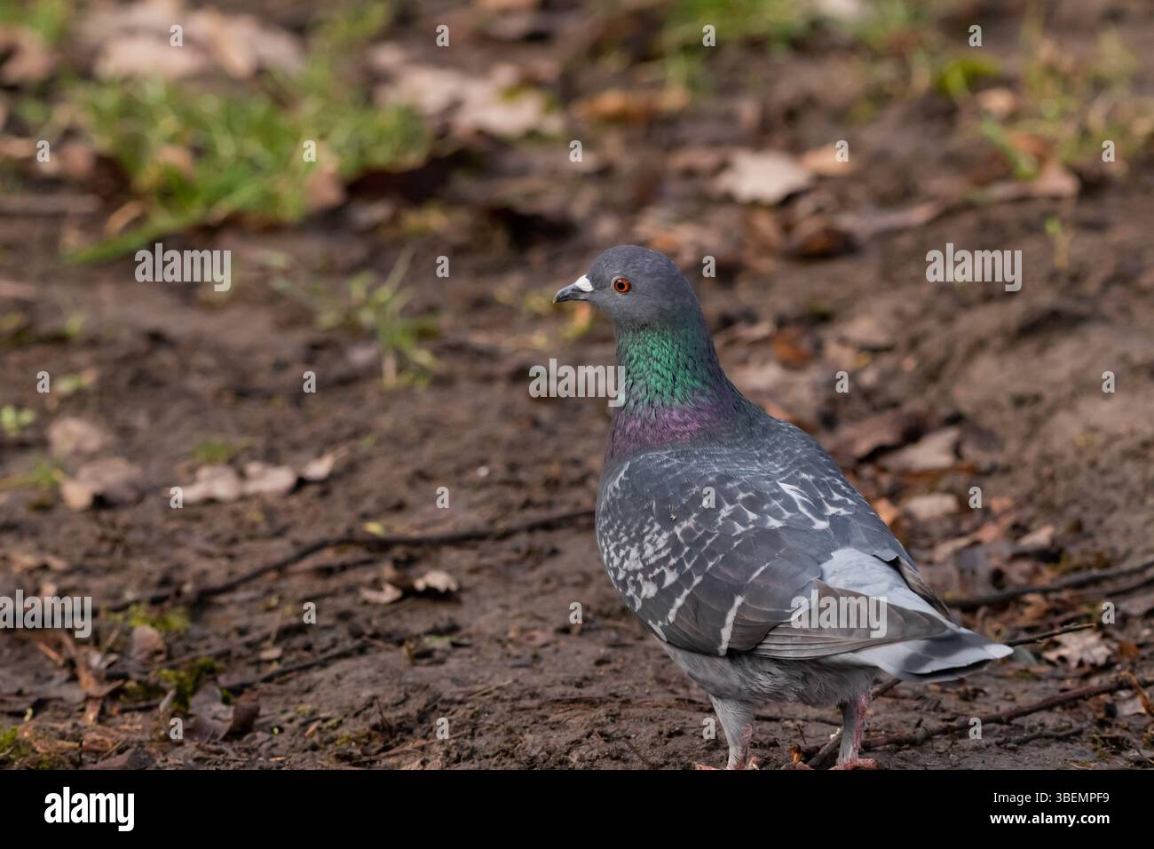 Un piccione delicato che riposa pacificamente, simboleggia pace e serenità. Foto Stock
