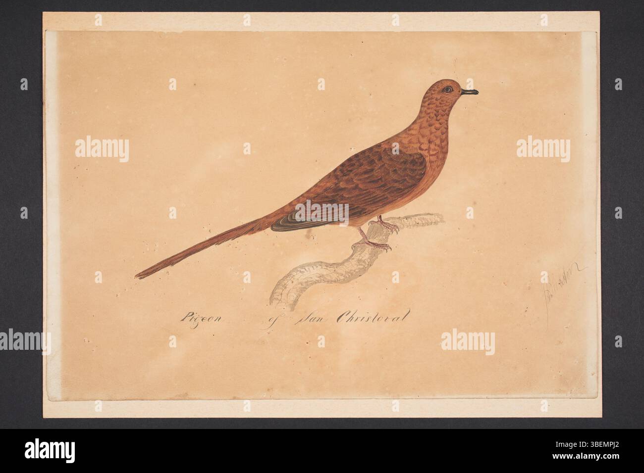 Acquerello di John Webster intitolato *Pigeon of San Cristoval*, raffigurante un piccione marrone arroccato su un ramo. L'opera fa parte della Collezione dipinti e disegni del Museo Auckland. L'opera risale al XIX secolo, creata tra il 1818 e il 1912. Foto Stock Acquerello di John Webster intitolato *Pigeon of San Cristoval*, raffigurante un piccione marrone arroccato su un ramo. L'opera fa parte della Collezione dipinti e disegni del Museo Auckland. L'opera risale al XIX secolo, creata tra il 1818 e il 1912. Foto Stock
