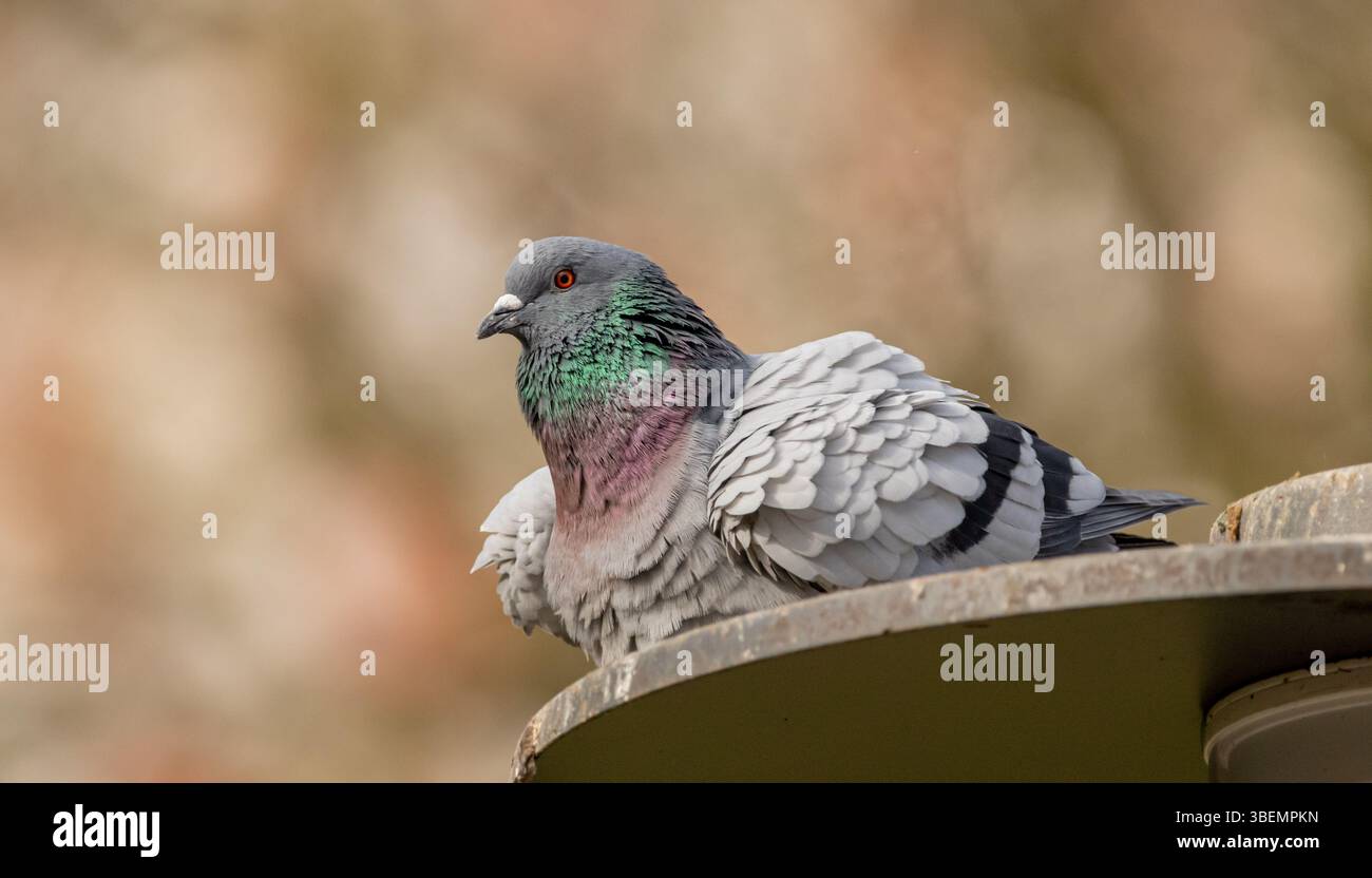 Un piccione delicato che riposa pacificamente, simboleggia pace e serenità. Foto Stock
