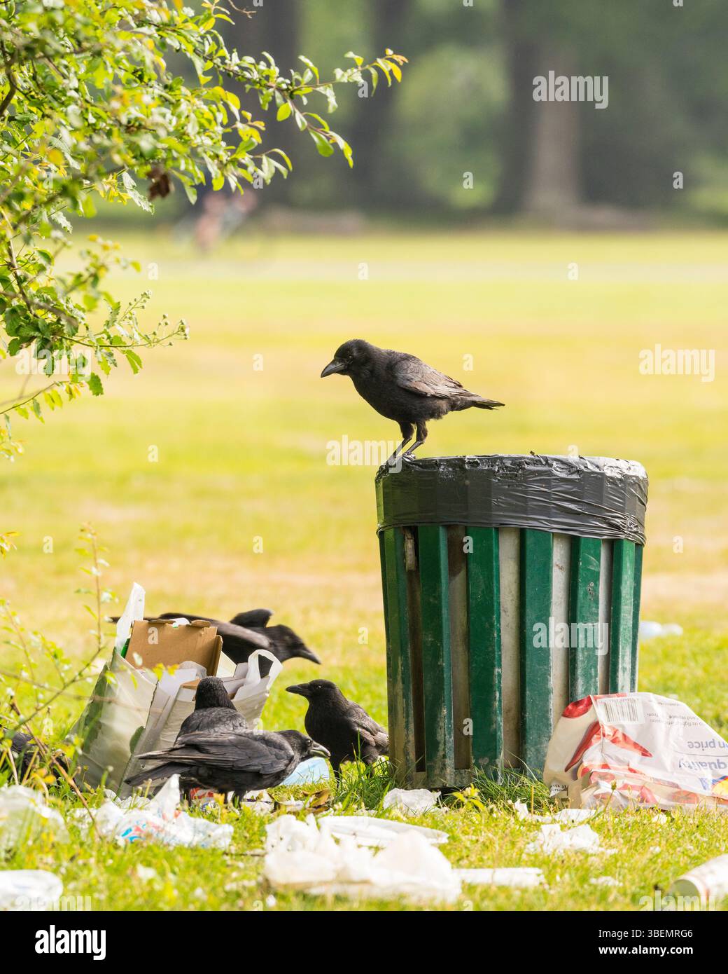 Carrion Crows (Corvus corone) appollaiato e foraggiato in lettiera intorno a bin Foto Stock