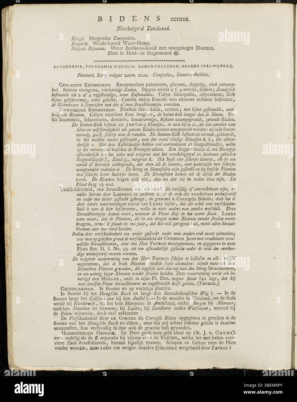 Il Bidens cernua, o carpentiere paludoso, è descritto nella placca 0184 di Flora Batava. Appartiene alla famiglia delle Asteraceae e la sua descrizione del 1814 di Jan Kops è presentata in olandese. La pianta si trova comunemente negli ecosistemi delle zone umide. Foto Stock