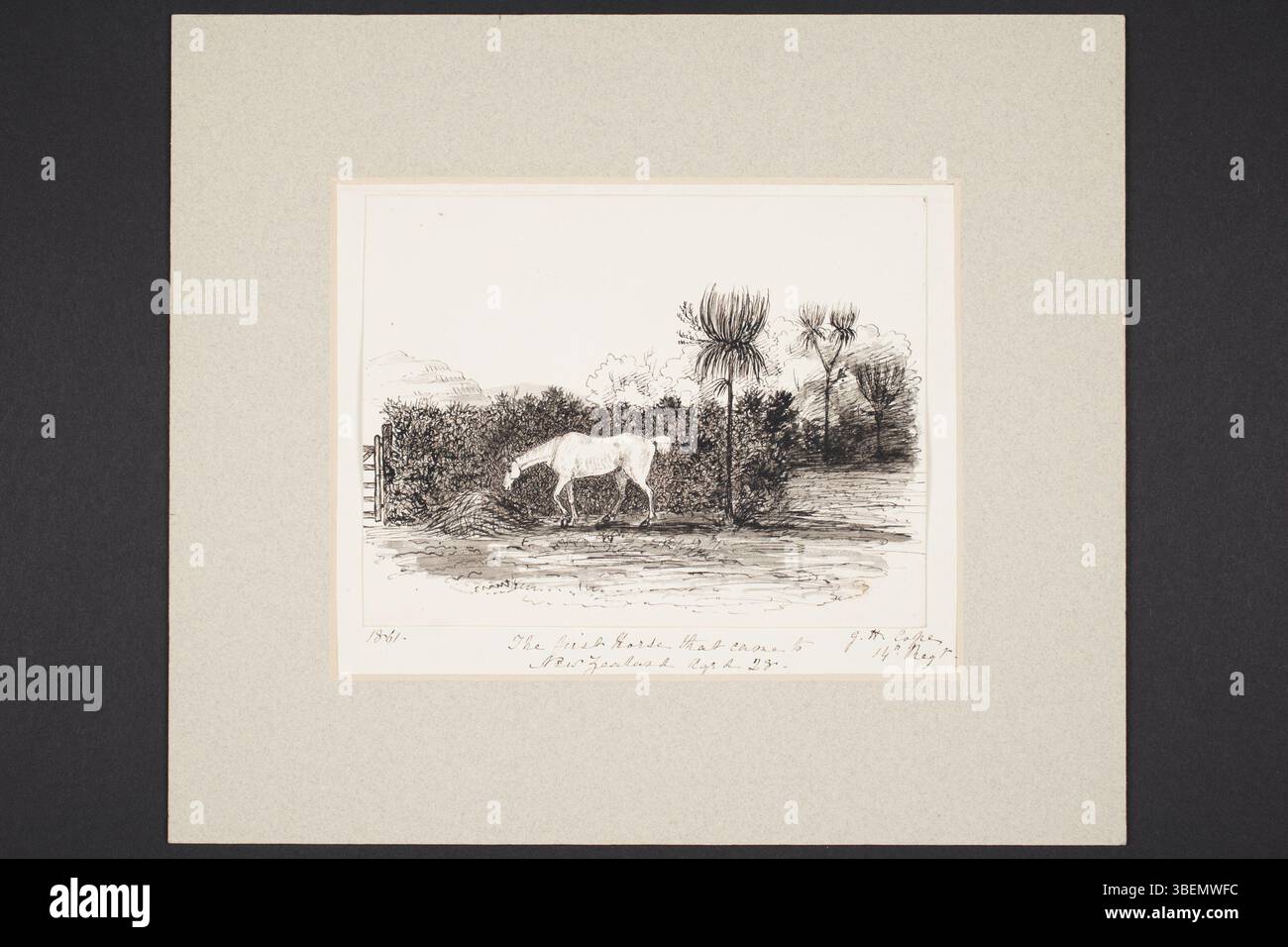 Questo disegno a penna e inchiostro di George Harwood Cope raffigura il primo cavallo portato in nuova Zelanda, all'età di 28 anni. Il pezzo fa parte della collezione del Museo di Auckland e riflette i primi anni della vita coloniale in nuova Zelanda. Foto Stock