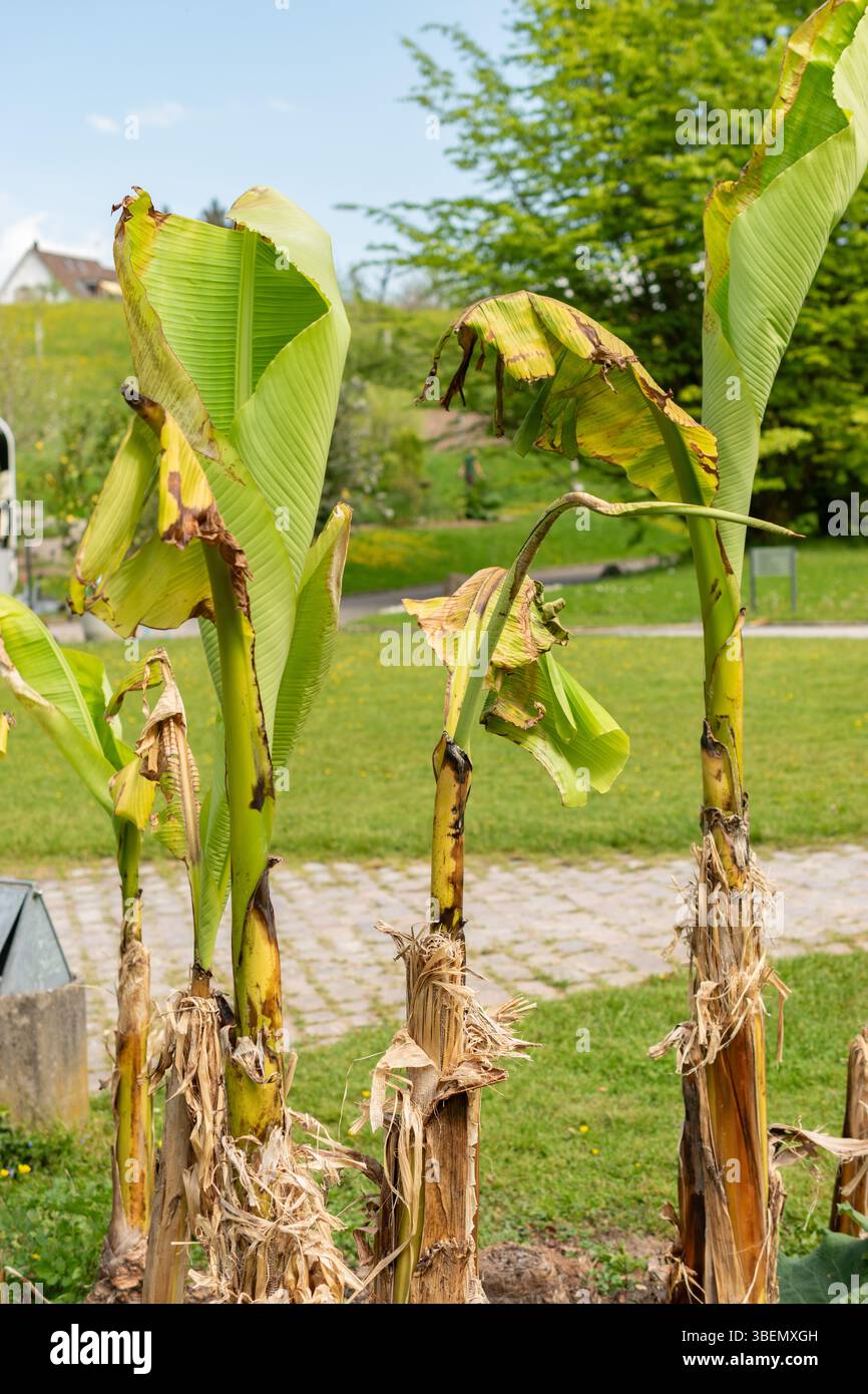 Zurigo, Svizzera, 1° maggio 2024 Musa o impianto di banana presso il giardino botanico Foto Stock