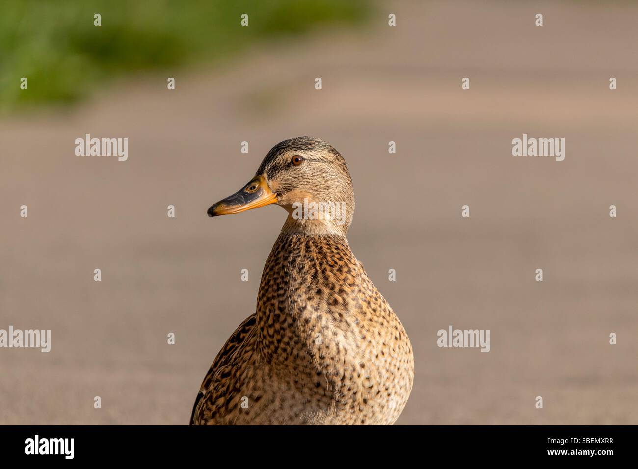 Solo un'anatra che si gode i semplici piaceri della vita Foto Stock