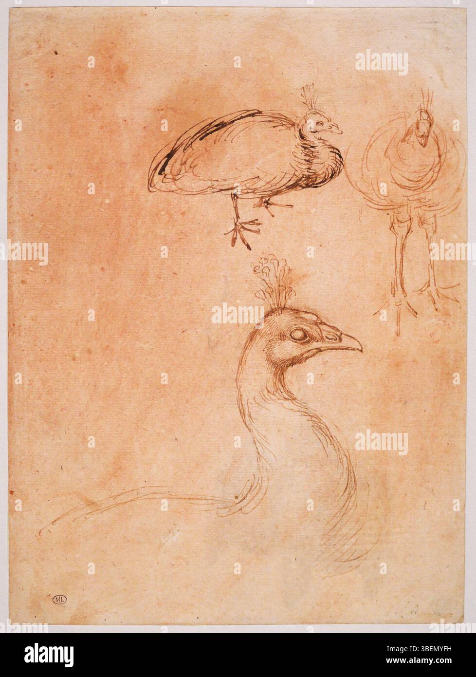 Il disegno di Pisanello, datato tra il 1425 e il 1450, presenta due studi sui pavoni, con una dettagliata raffigurazione della testa e del collo visti in profilo. La sua precisa tecnica mette in risalto l'elegante piumaggio dell'uccello. Foto Stock Il disegno di Pisanello, datato tra il 1425 e il 1450, presenta due studi sui pavoni, con una dettagliata raffigurazione della testa e del collo visti in profilo. La sua precisa tecnica mette in risalto l'elegante piumaggio dell'uccello. Foto Stock