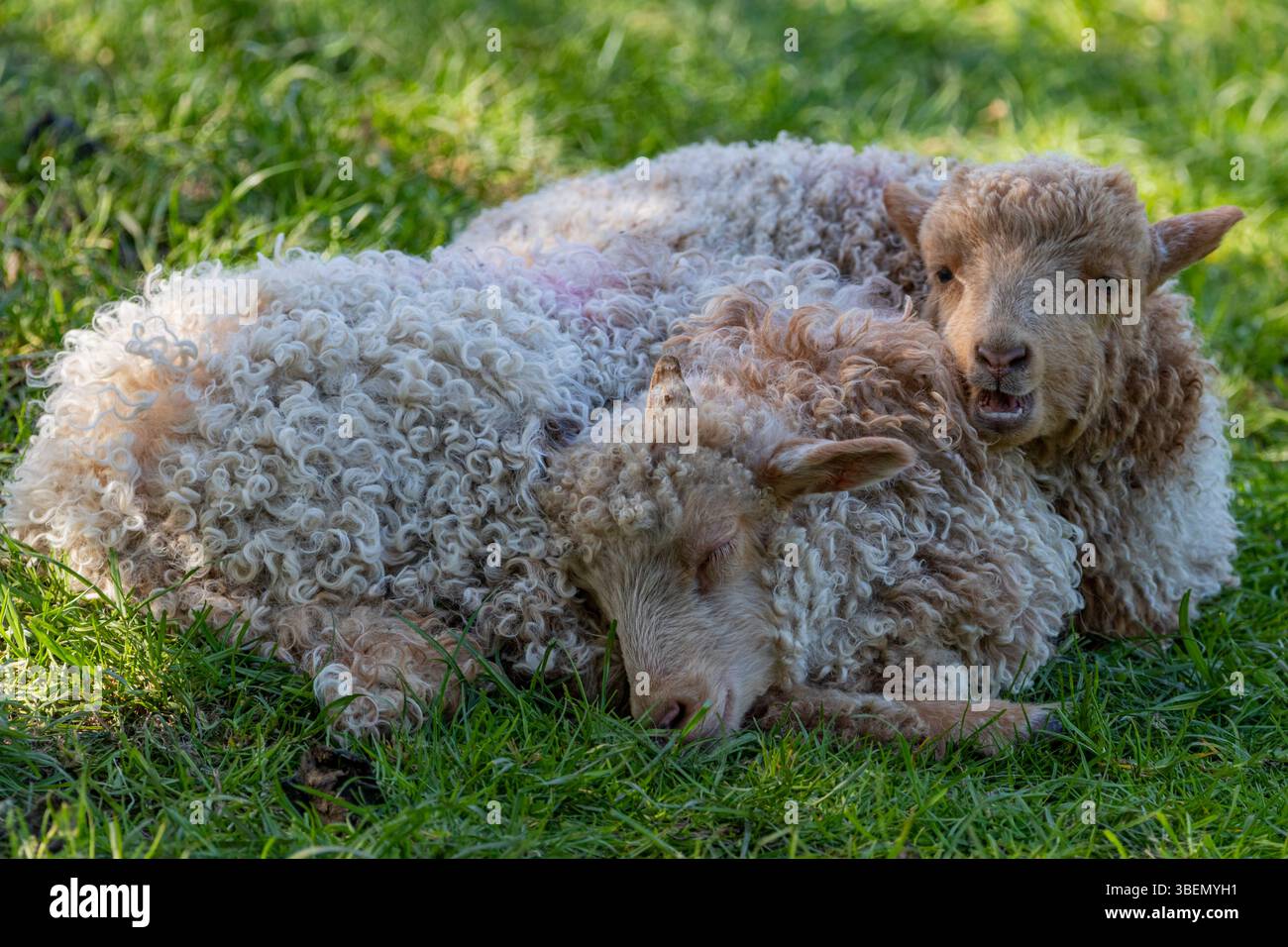 Una pecora è un animale dolce da fattoria noto per il suo cappotto legnoso e il suo ruolo nell'agricoltura e nella vita rurale Foto Stock