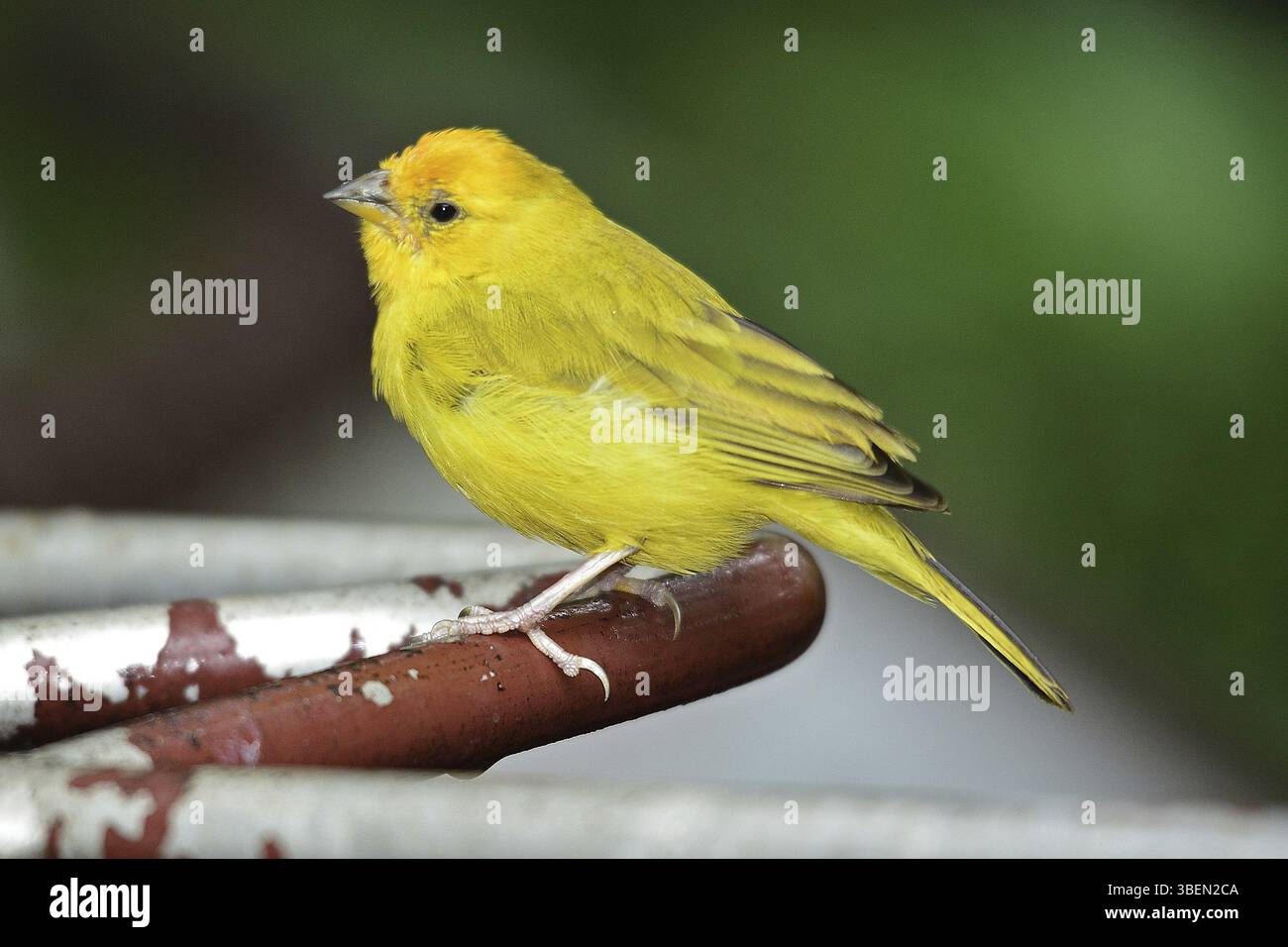 Zafferano passero, maschio (Sicalis flaveola) Foto Stock