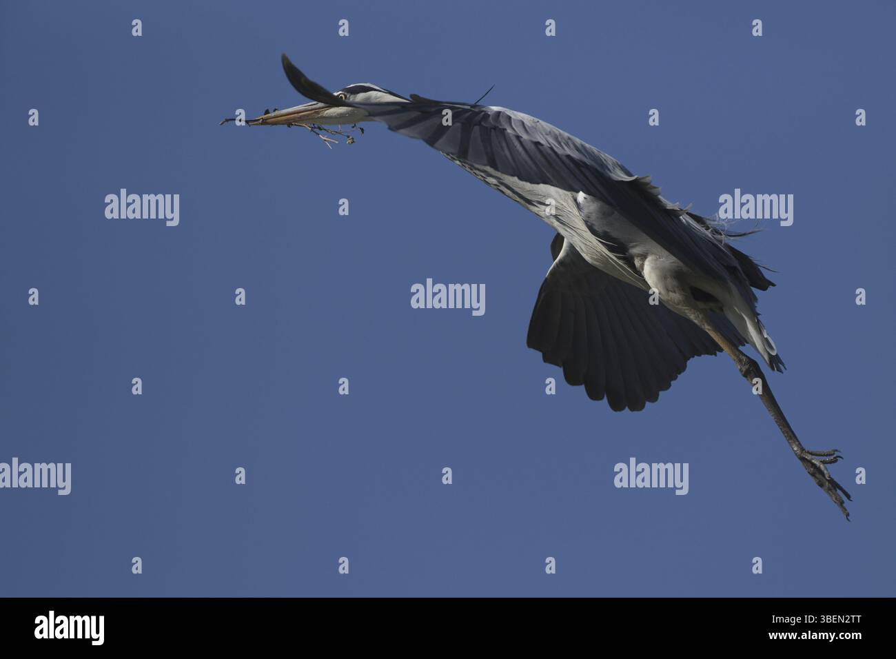 Aironi grigi che trasportano materiale di nidificazione (Ardea cinerea) Foto Stock