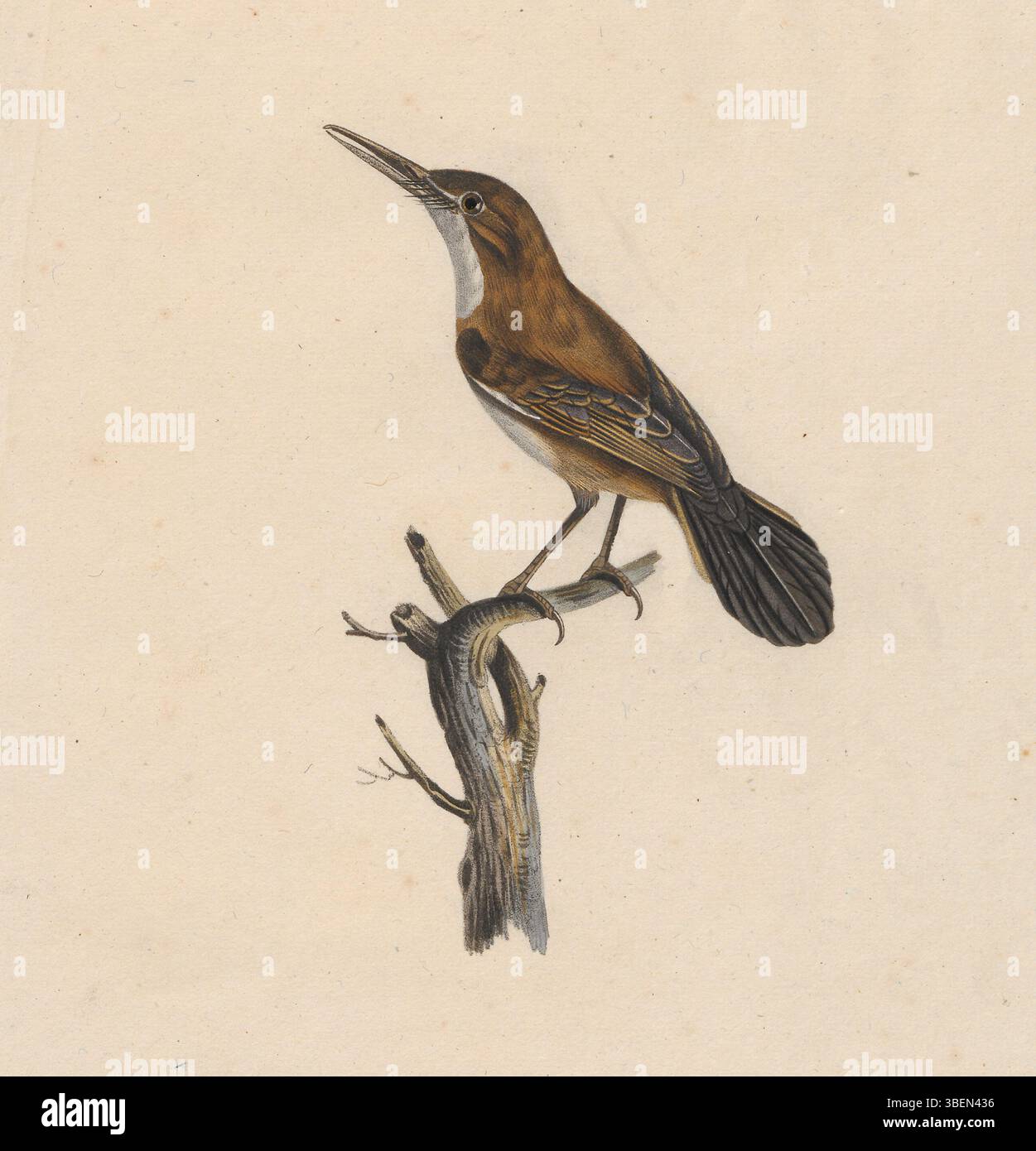 Questa stampa del XIX secolo di Paul Louis Oudart raffigura la specie di uccelli *Rhamphocaenus melanurus*, illustrando studi zoologici scientifici tra il 1825 e il 1834. Foto Stock