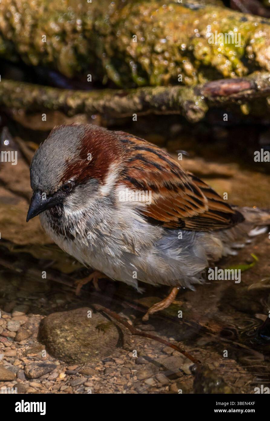 Un passero è un piccolo uccello adattabile comunemente presente nelle aree urbane e rurali, noto per il suo allegro cinguettio e il suo comportamento sociale Foto Stock