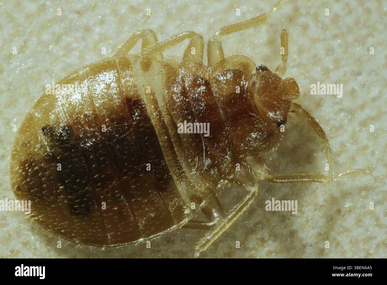 Cimice del letto (Cimex lectularius) Foto Stock