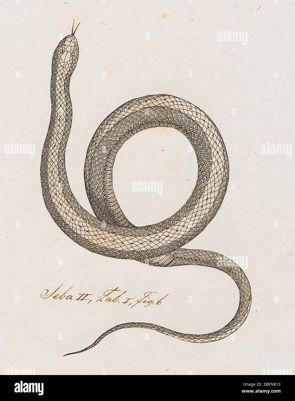 Questa stampa della serie *Iconographia Zoologica* raffigura la specie Coluber lutrix, un tipo di serpente. Il lavoro risale tra il 1734 e il 1765, fornendo un'illustrazione dei primi studi zoologici. Foto Stock