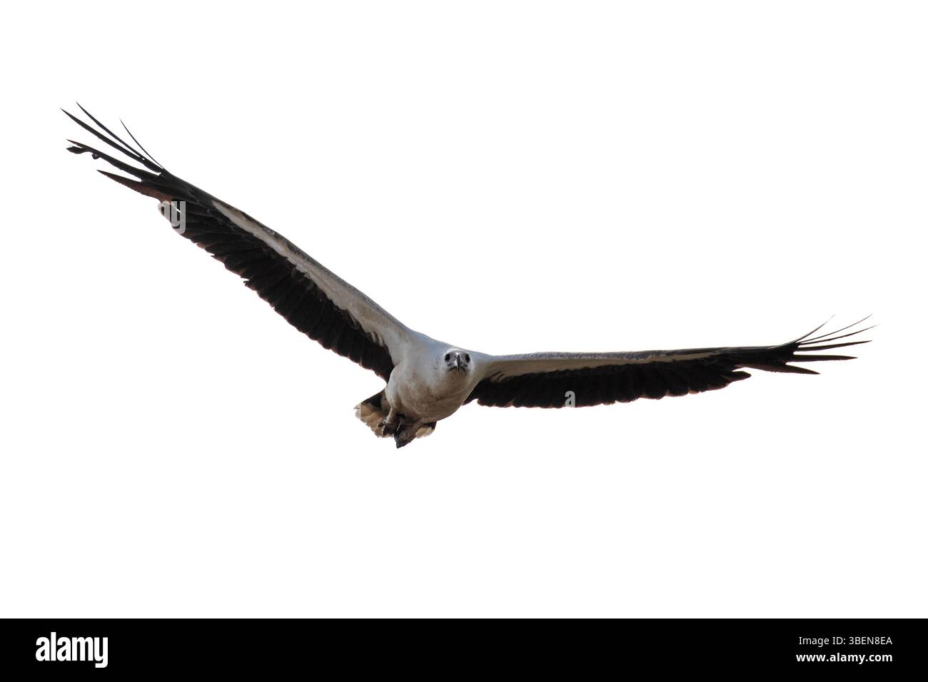 Un'aquila di mare dal petto bianco vola in alto nel cielo sopra il parco nazionale di Kumana. Foto Stock