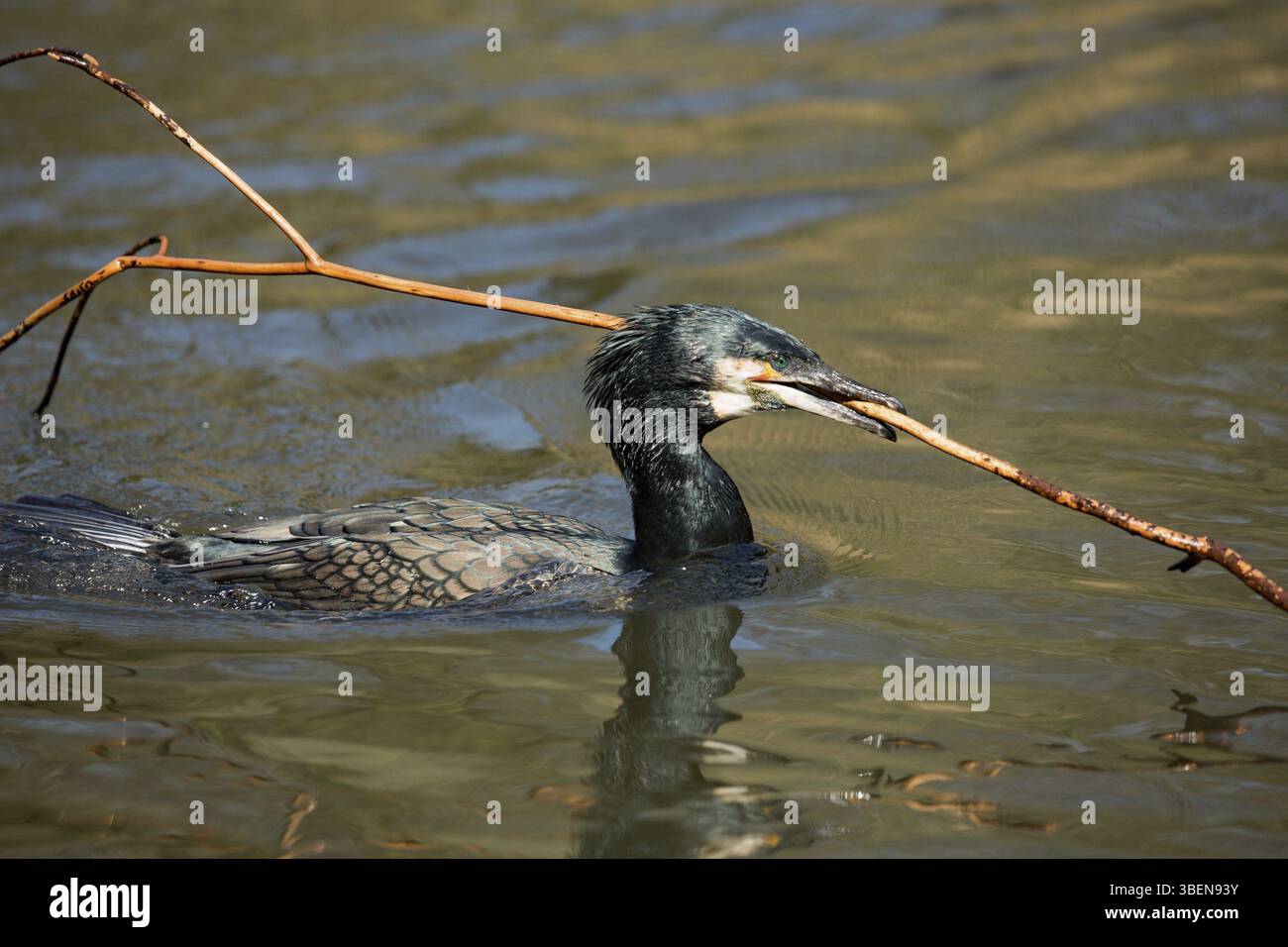 Cormorano (Phalacrocorax carbo) Foto Stock