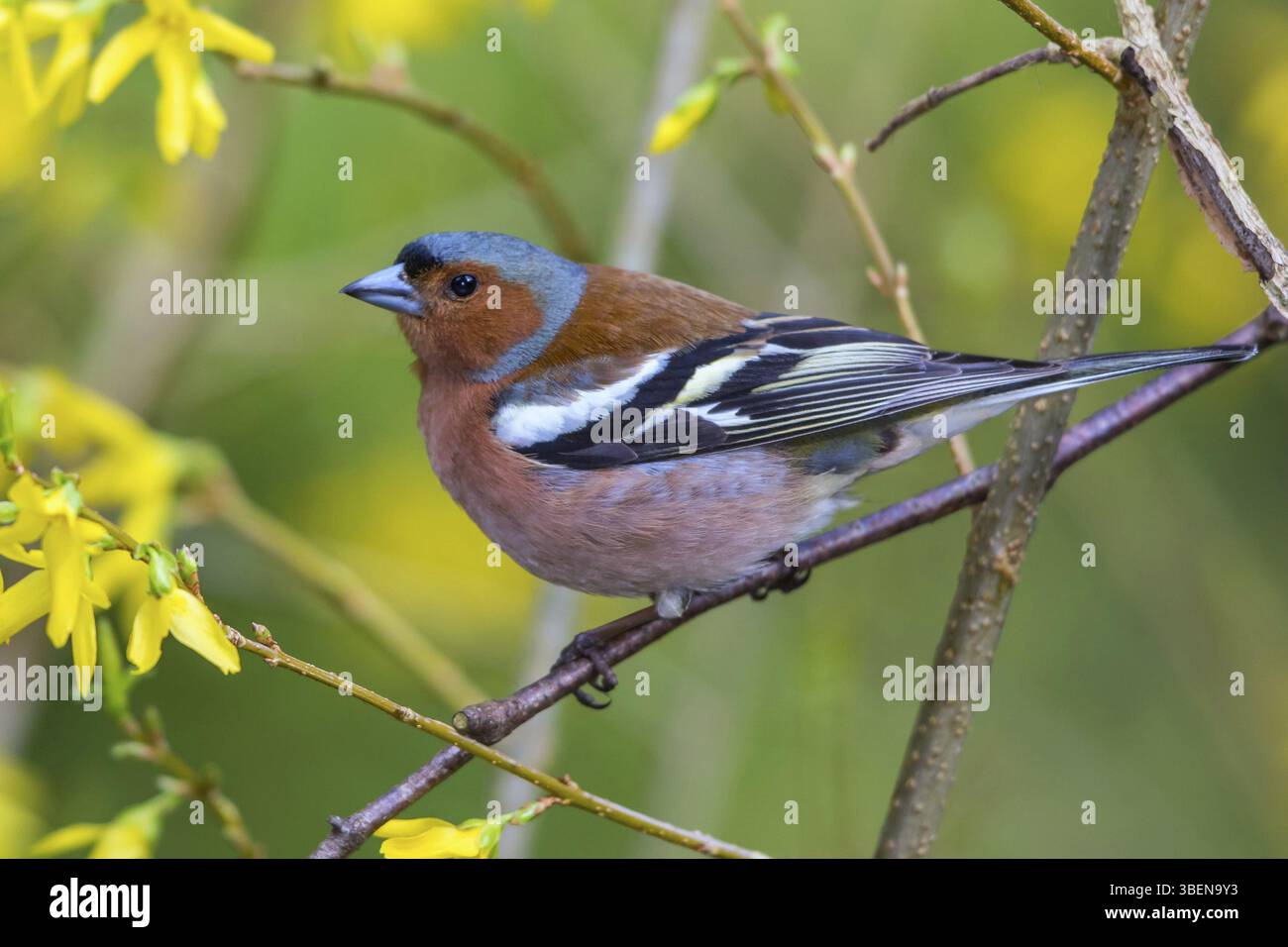 Chaffinch - maschio (Fringilla coelebs) Foto Stock