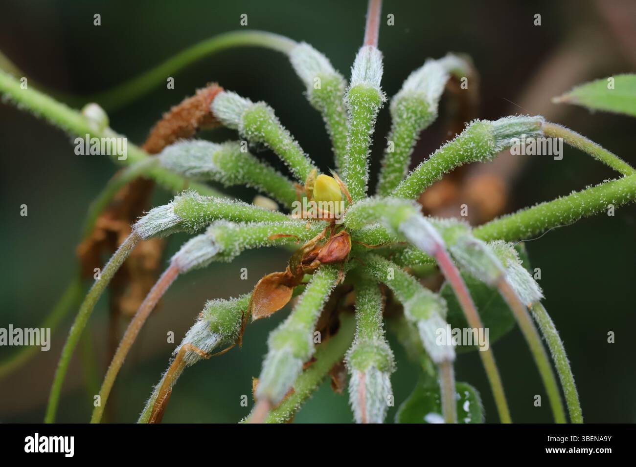 Primo piano di fiori di azalea esausti dall'aspetto simile a un ragno Foto Stock