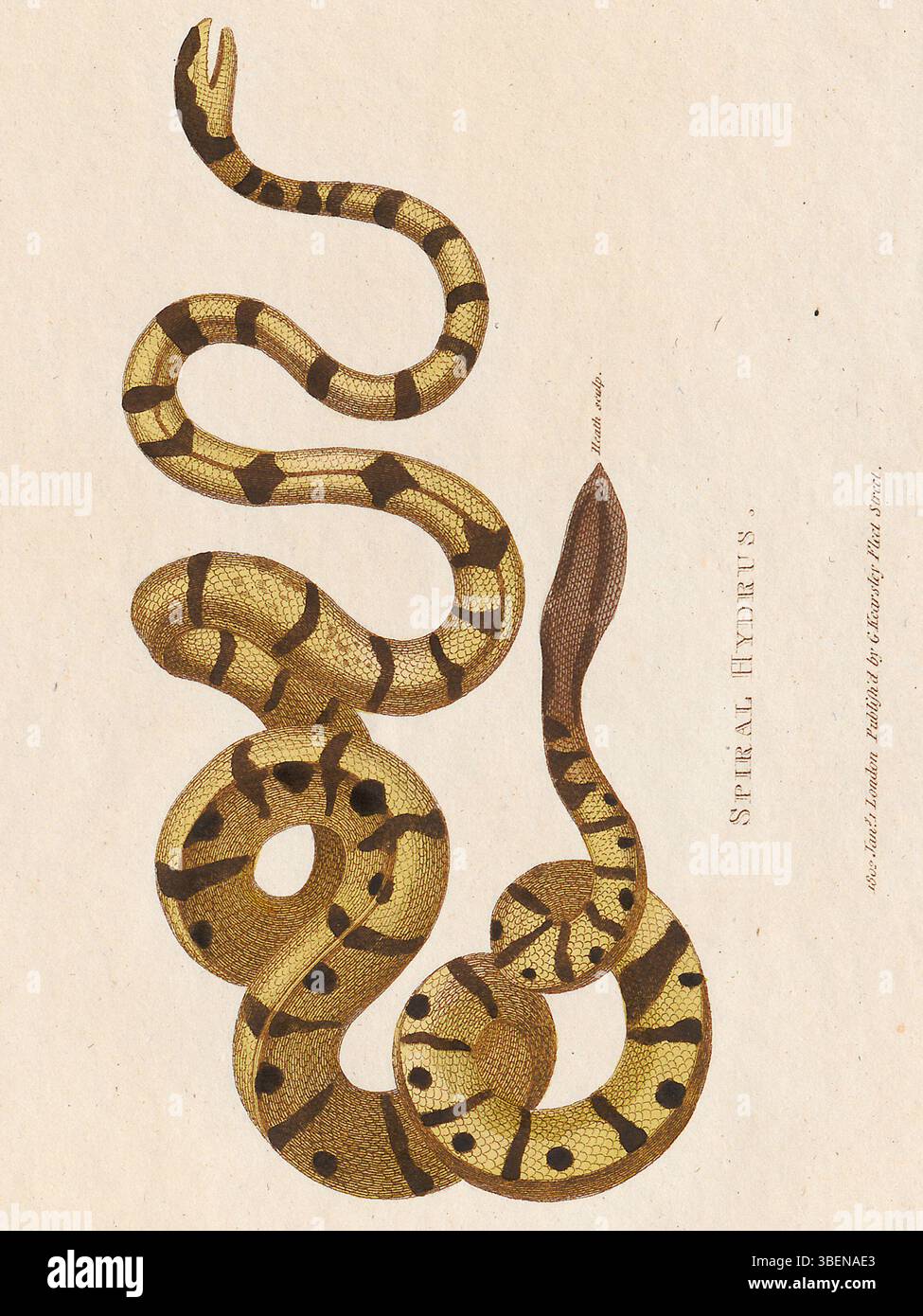 Questa stampa settecentesca di *Iconographia Zoologica* raffigura la *Hydrophis nigrocincta*, una specie di serpente marino, che mostra le sue dettagliate caratteristiche anatomiche. Foto Stock