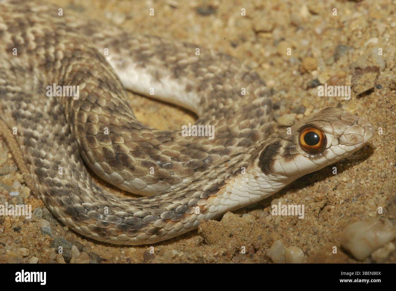 Serpente di Montpellier orientale (Malpolon monspessulanus insignitus) Foto Stock