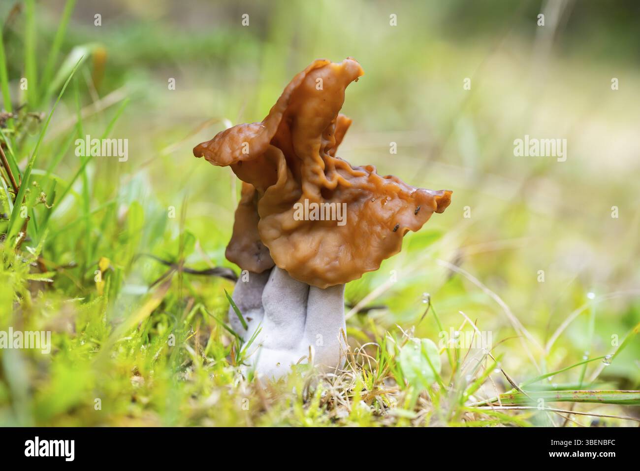 Hooded false morel, sella di elfi (Paragyromitra infula) fungo in una foresta in autunno, Baviera, Germania, Europa Foto Stock