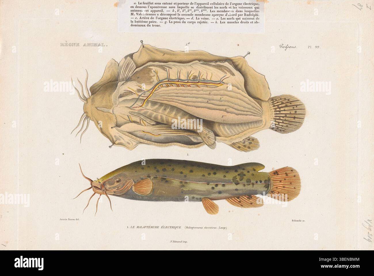 Una stampa dell'Iconographia Zoologica, raffigurante Malapterurus electricus, il pesce gatto elettrico, tra il 1700 e il 1880. L'illustrazione mostra le caratteristiche uniche di questa specie, nota per la sua capacità di generare elettricità. Foto Stock
