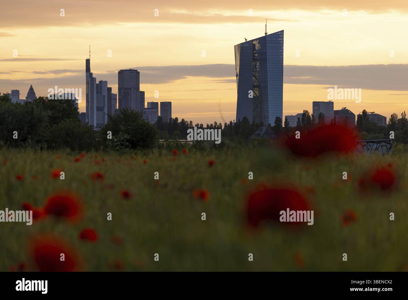 I papaveri fioriscono in un prato di fronte alla Banca centrale europea (BCE) e allo skyline bancario di Francoforte, dietro il quale il sole della sera sta per tramontare Foto Stock