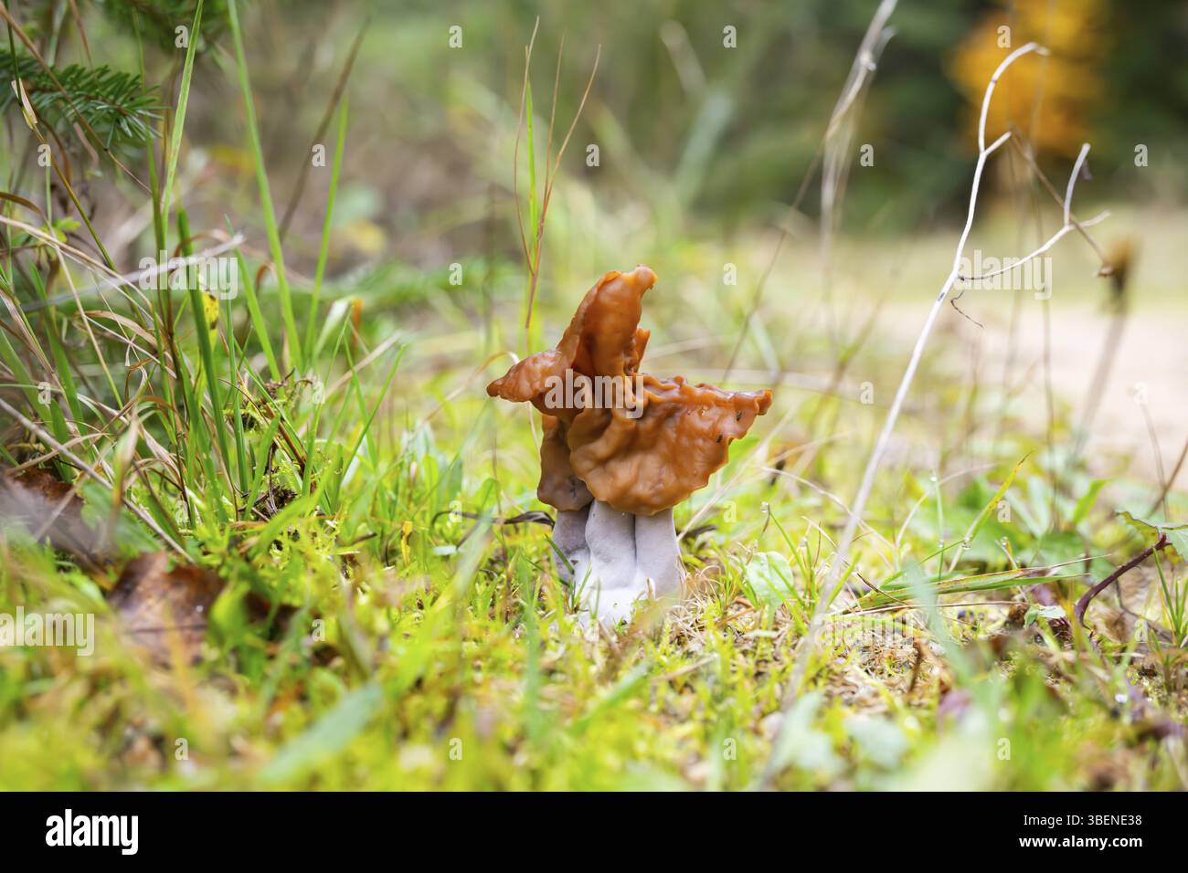 Hooded false morel, sella di elfi (Paragyromitra infula) fungo in una foresta in autunno, Baviera, Germania, Europa Foto Stock