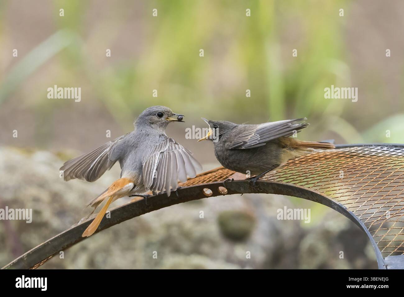 Rossa nera femmina (Phoenicurus ochruros) che si nutre di giovani su una rete metallica, Assia, Germania, Europa Foto Stock