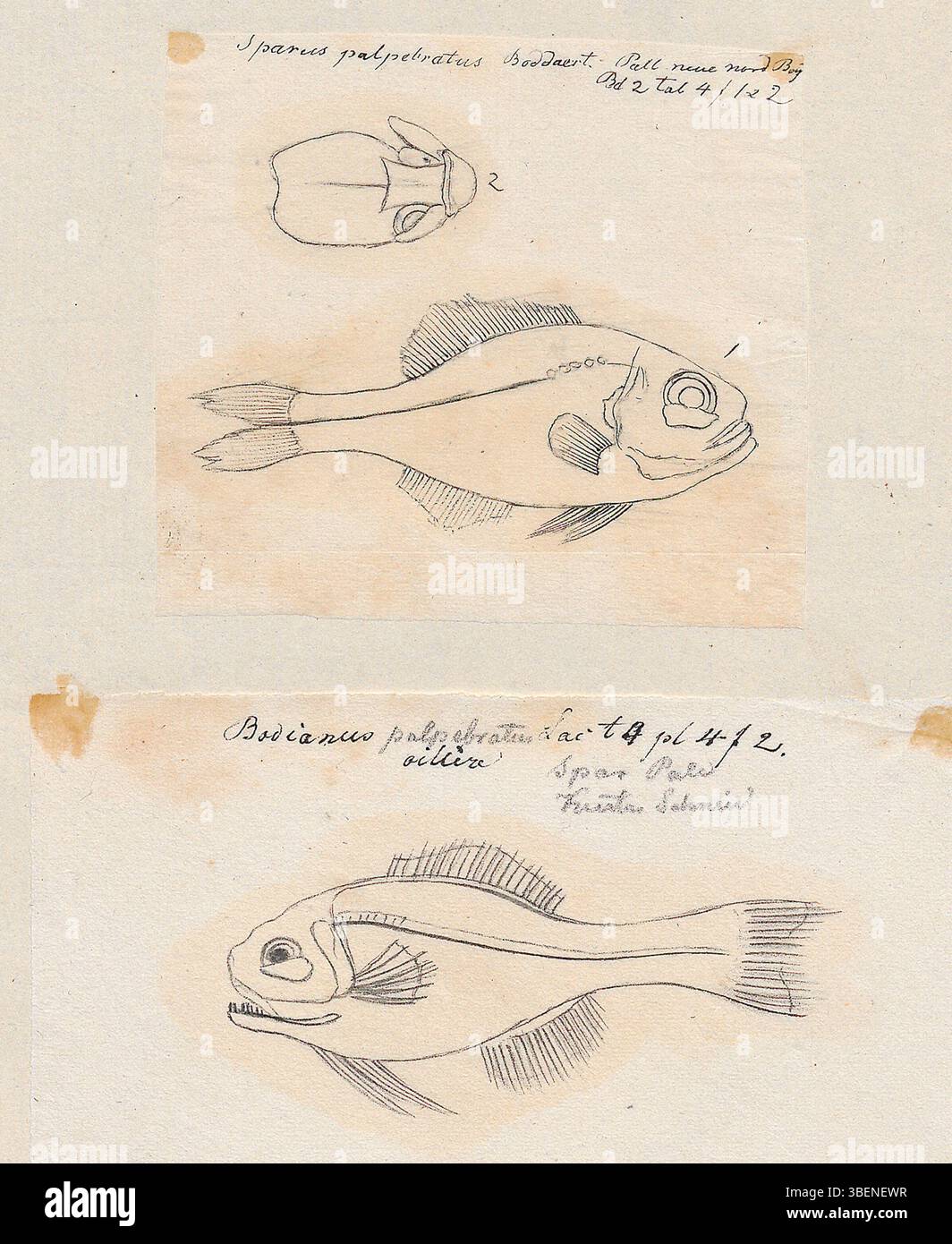 Questa stampa zoologica della collezione Iconographia Zoologica presenta la specie Bodianus palpebratus, che è ora più comunemente indicata come Photoblepharon palpebratum. La stampa offre una rappresentazione storica di questa specie ittica. Foto Stock